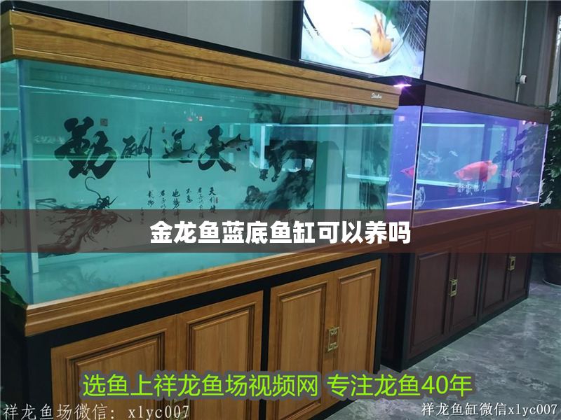 金龍魚藍底魚缸可以養嗎 金龍魚藍底魚缸可以養嗎 魚缸百科 第2張