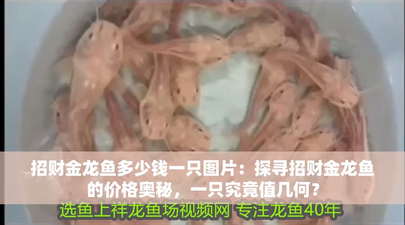 招財(cái)金龍魚多少錢一只圖片：探尋招財(cái)金龍魚的價(jià)格奧秘，一只究竟值幾何？
