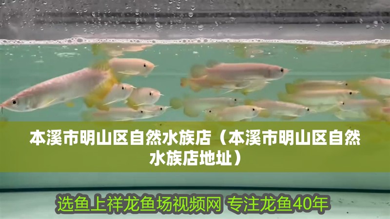 本溪市明山區自然水族店（本溪市明山區自然水族店地址）