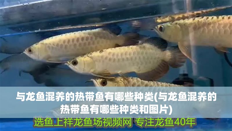 與龍魚混養的熱帶魚有哪些種類(與龍魚混養的熱帶魚有哪些種類和圖片) 與龍魚混養的熱帶魚有哪些種類(與龍魚混養的熱帶魚有哪些種類和圖片) 虎魚百科 第1張