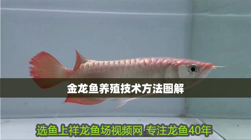 金龍魚養(yǎng)殖技術方法圖解