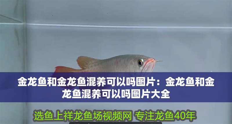 金龍魚和金龍魚混養(yǎng)可以嗎圖片:金龍魚和金龍魚混養(yǎng)可以嗎圖片大全 水族問答 金龍魚和金龍魚混養(yǎng)可以嗎圖片:金龍魚和金龍魚混養(yǎng)可以嗎圖片大全 金龍魚和金龍魚混養(yǎng)可以嗎圖片:金龍魚和金龍魚混養(yǎng)可以嗎圖片大全 水族問答