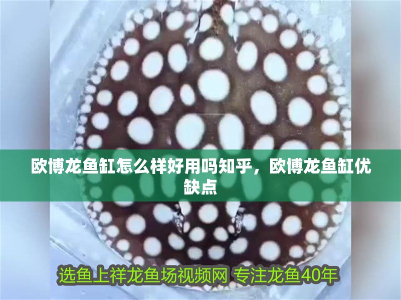 歐博龍魚缸怎么樣好用嗎知乎，歐博龍魚缸優缺點