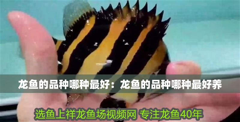 龍魚的品種哪種最好:龍魚的品種哪種最好養(yǎng) 水族問答 龍魚的品種哪種最好:龍魚的品種哪種最好養(yǎng) 龍魚的品種哪種最好:龍魚的品種哪種最好養(yǎng) 水族問答