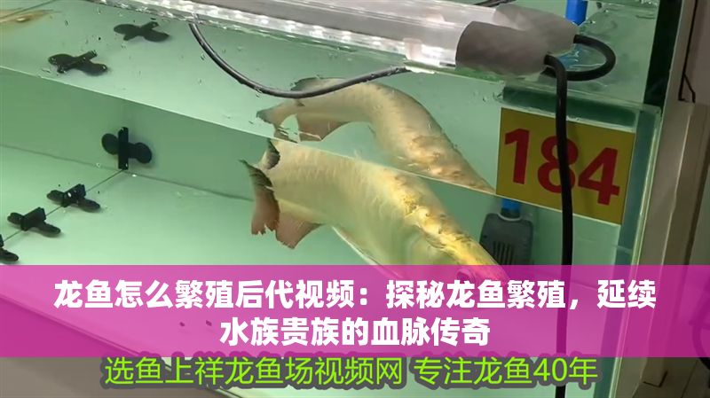 龍魚怎么繁殖后代視頻：探秘龍魚繁殖，延續水族貴族的血脈傳奇