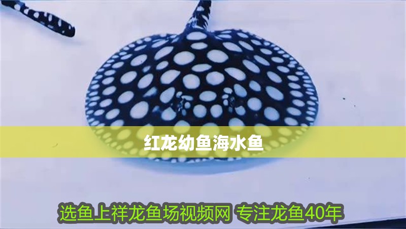 紅龍幼魚海水魚 龍魚百科 第1張 紅龍幼魚海水魚 紅龍幼魚海水魚 龍魚百科 第1張