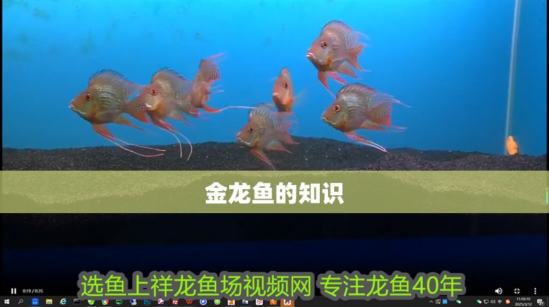 金龍魚的知識 龍魚百科 第2張 金龍魚的知識 金龍魚的知識 龍魚百科 第2張