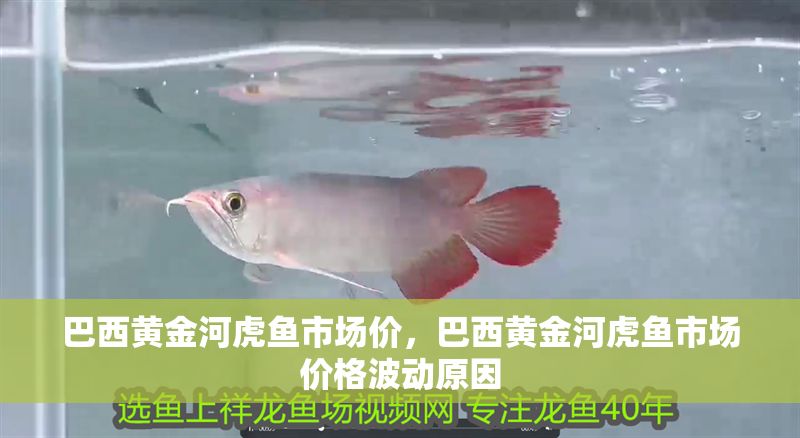 巴西黃金河虎魚市場價，巴西黃金河虎魚市場價格波動原因 巴西黃金河虎魚市場價，巴西黃金河虎魚市場價格波動原因 虎魚百科 第1張