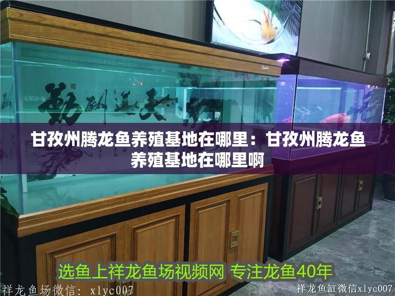 甘孜州騰龍魚養殖基地在哪里：甘孜州騰龍魚養殖基地在哪里啊