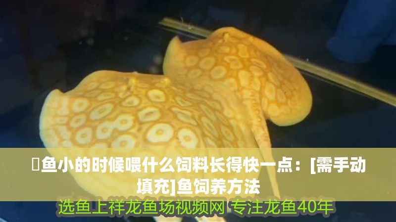魟魚小的時候喂什么飼料長得快一點：[需手動填充]魚飼養方法