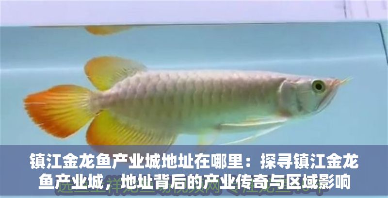 鎮(zhèn)江金龍魚(yú)產(chǎn)業(yè)城地址在哪里：探尋鎮(zhèn)江金龍魚(yú)產(chǎn)業(yè)城，地址背后的產(chǎn)業(yè)傳奇與區(qū)域影響