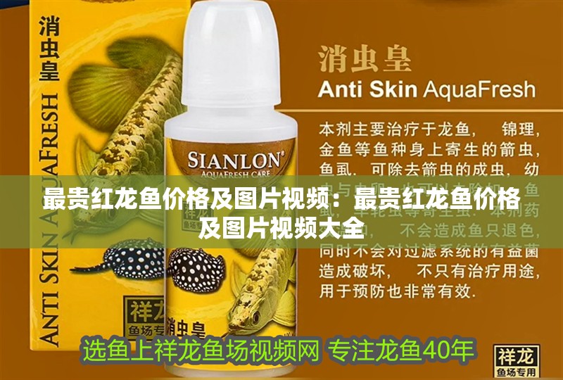 最貴紅龍魚價格及圖片視頻：最貴紅龍魚價格及圖片視頻大全 最貴紅龍魚價格及圖片視頻：最貴紅龍魚價格及圖片視頻大全 水族問答