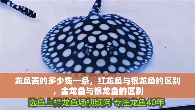 龍魚貴的多少錢一條，紅龍魚與銀龍魚的區(qū)別，金龍魚與銀龍魚的區(qū)別 龍魚貴的多少錢一條，紅龍魚與銀龍魚的區(qū)別，金龍魚與銀龍魚的區(qū)別 魚缸百科 第2張