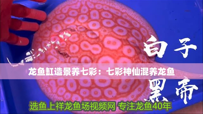 龍魚缸造景養七彩：七彩神仙混養龍魚
