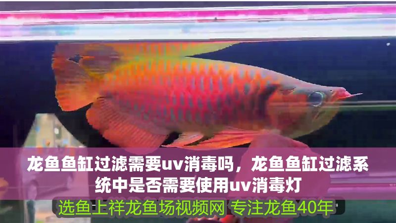 龍魚魚缸過濾需要uv消毒嗎，龍魚魚缸過濾系統中是否需要使用uv消毒燈