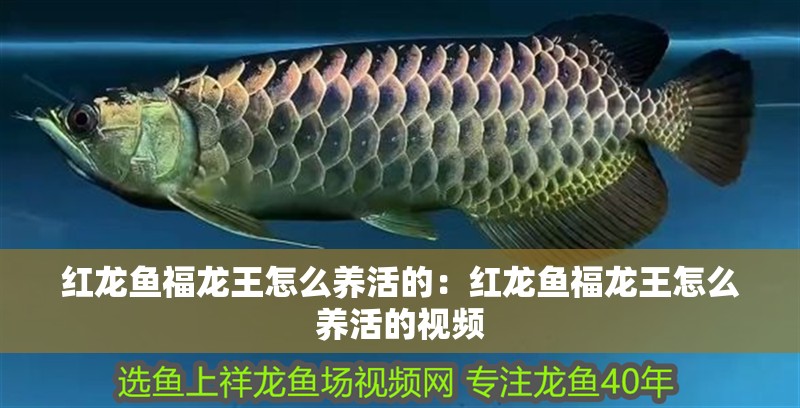 紅龍魚福龍王怎么養(yǎng)活的：紅龍魚福龍王怎么養(yǎng)活的視頻