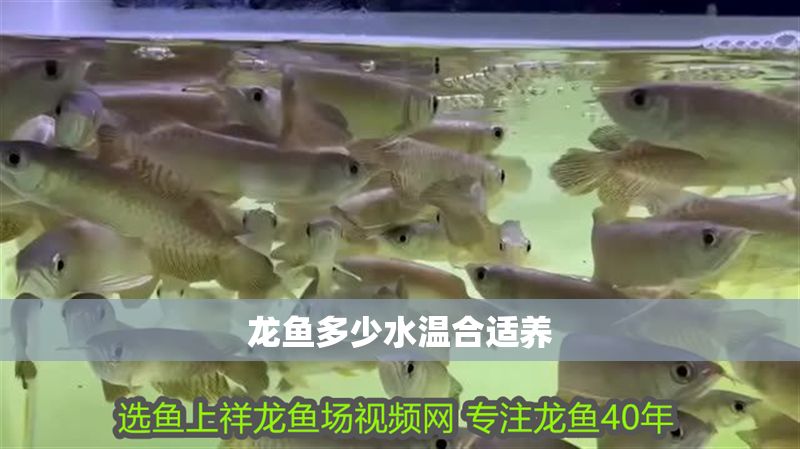 龍魚多少水溫合適養 龍魚多少水溫合適養 龍魚百科 第2張