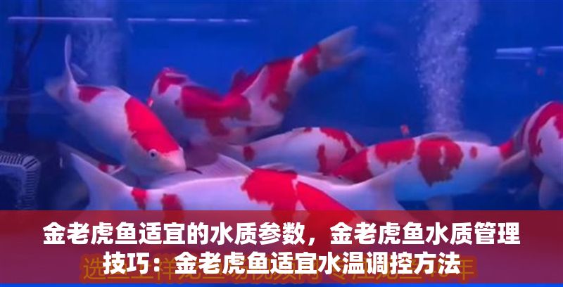 金老虎魚適宜的水質參數，金老虎魚水質管理技巧：金老虎魚適宜水溫調控方法
