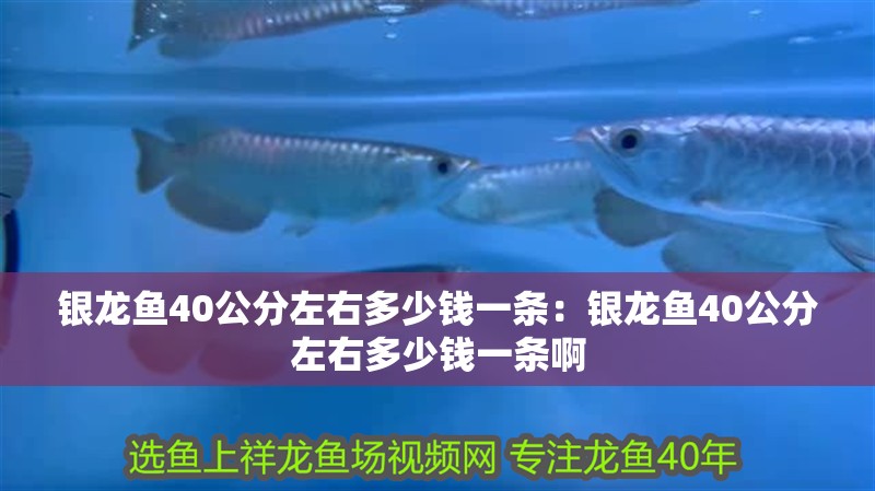 銀龍魚40公分左右多少錢一條：銀龍魚40公分左右多少錢一條啊