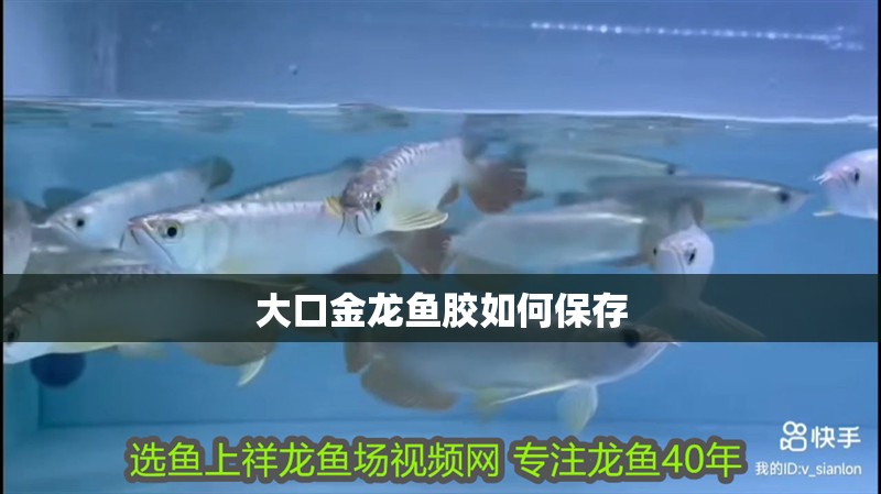 大口金龍魚膠如何保存