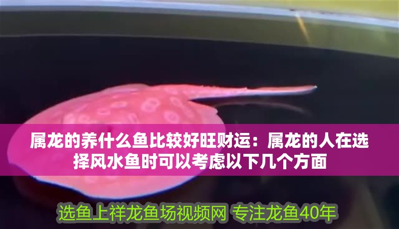 屬龍的養(yǎng)什么魚比較好旺財運：屬龍的人在選擇風(fēng)水魚時可以考慮以下幾個方面