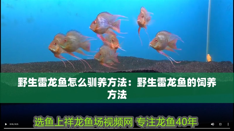 野生雷龍魚(yú)怎么馴養(yǎng)方法：野生雷龍魚(yú)的飼養(yǎng)方法