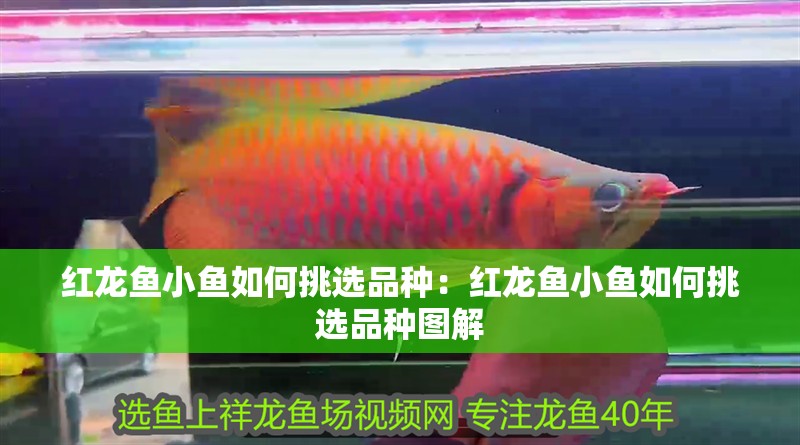 紅龍魚小魚如何挑選品種：紅龍魚小魚如何挑選品種圖解