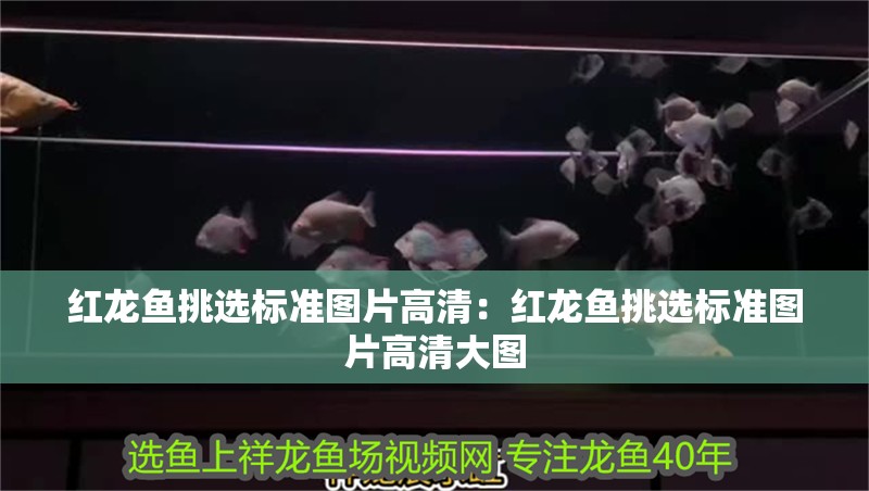 紅龍魚挑選標(biāo)準(zhǔn)圖片高清：紅龍魚挑選標(biāo)準(zhǔn)圖片高清大圖