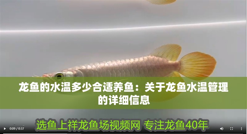 龍魚的水溫多少合適養(yǎng)魚：關于龍魚水溫管理的詳細信息