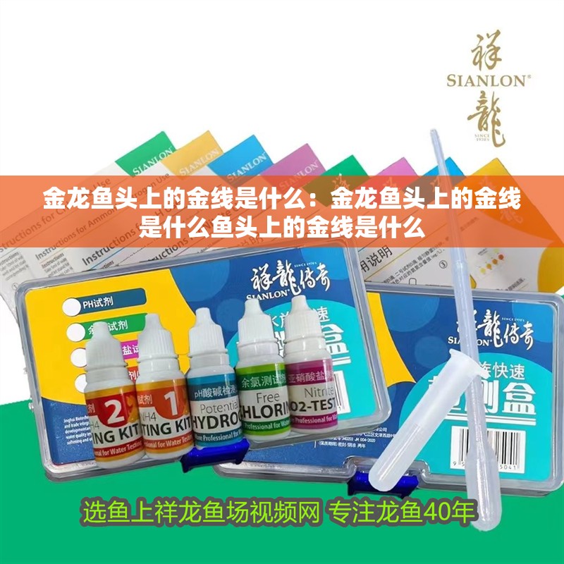 金龍魚頭上的金線是什么：金龍魚頭上的金線是什么魚頭上的金線是什么