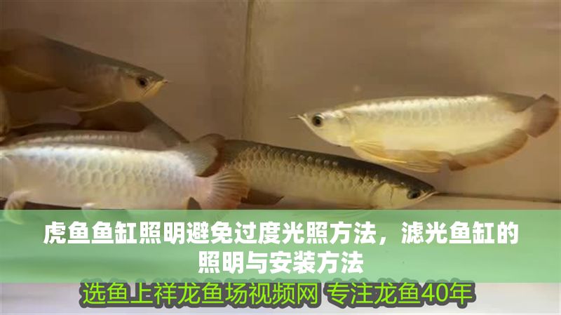 虎魚魚缸照明避免過度光照方法，濾光魚缸的照明與安裝方法 虎魚魚缸照明避免過度光照方法，濾光魚缸的照明與安裝方法 虎魚百科 第1張