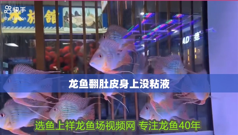 龍魚翻肚皮身上沒粘液