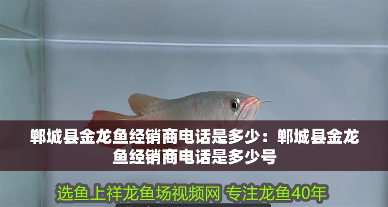 鄲城縣金龍魚經銷商電話是多少：鄲城縣金龍魚經銷商電話是多少號 鄲城縣金龍魚經銷商電話是多少：鄲城縣金龍魚經銷商電話是多少號 水族問答
