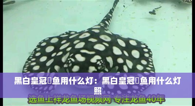 黑白皇冠魟魚用什么燈：黑白皇冠魟魚用什么燈照 黑白皇冠魟魚用什么燈：黑白皇冠魟魚用什么燈照 魟魚百科 第2張