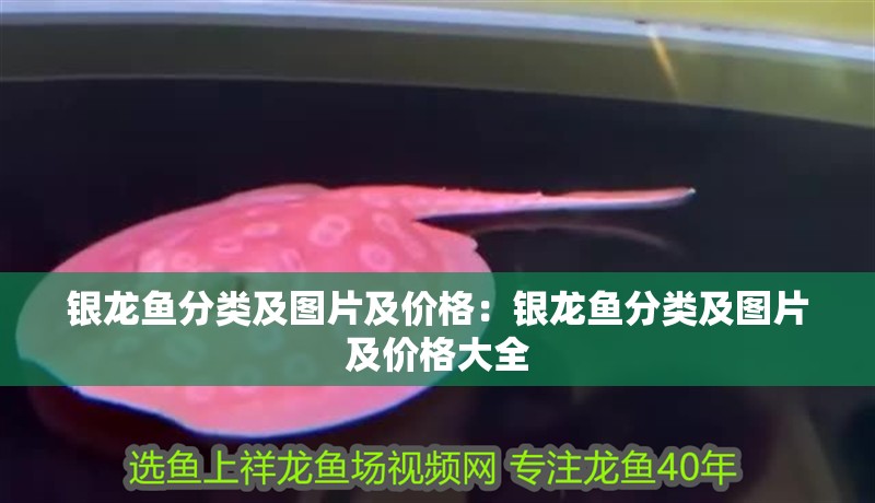 銀龍魚分類及圖片及價格：銀龍魚分類及圖片及價格大全