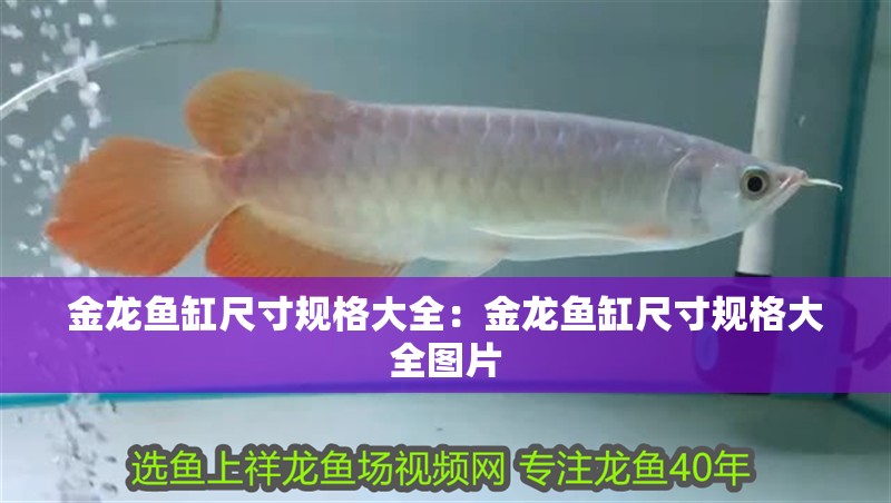 金龍魚缸尺寸規格大全：金龍魚缸尺寸規格大全圖片