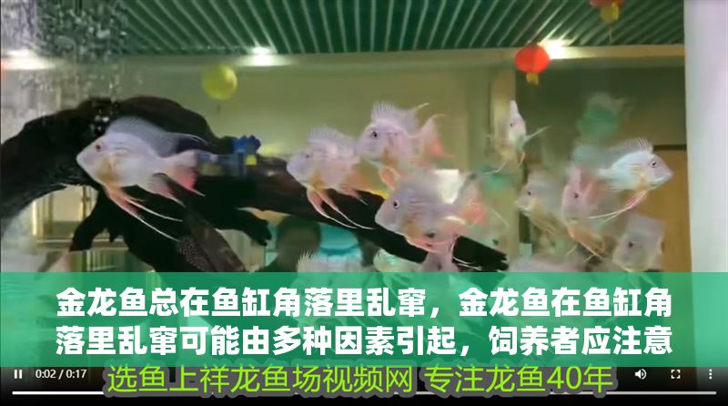 金龍魚總在魚缸角落里亂竄，金龍魚在魚缸角落里亂竄可能由多種因素引起，飼養者應注意