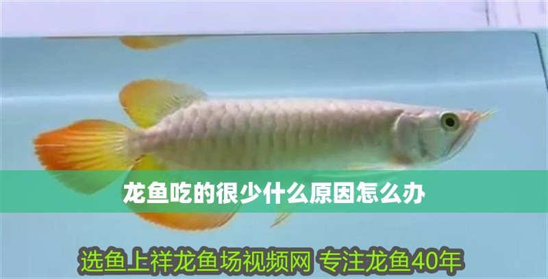 龍魚吃的很少什么原因怎么辦