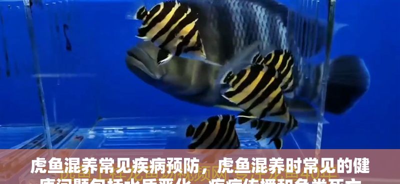 虎魚混養(yǎng)常見疾病預防，虎魚混養(yǎng)時常見的健康問題包括水質惡化、疾病傳播和魚類死亡