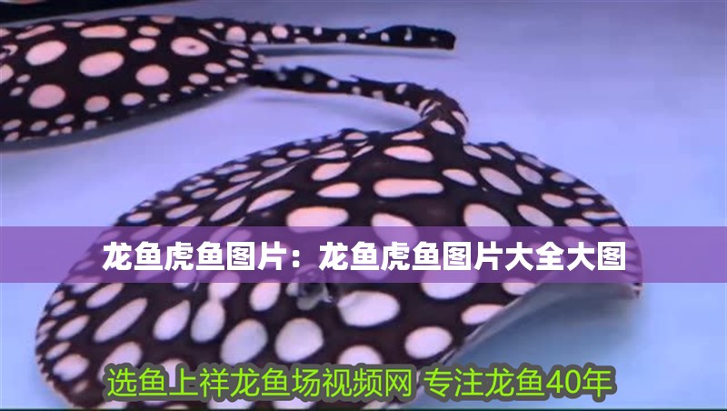 龍魚虎魚圖片：龍魚虎魚圖片大全大圖