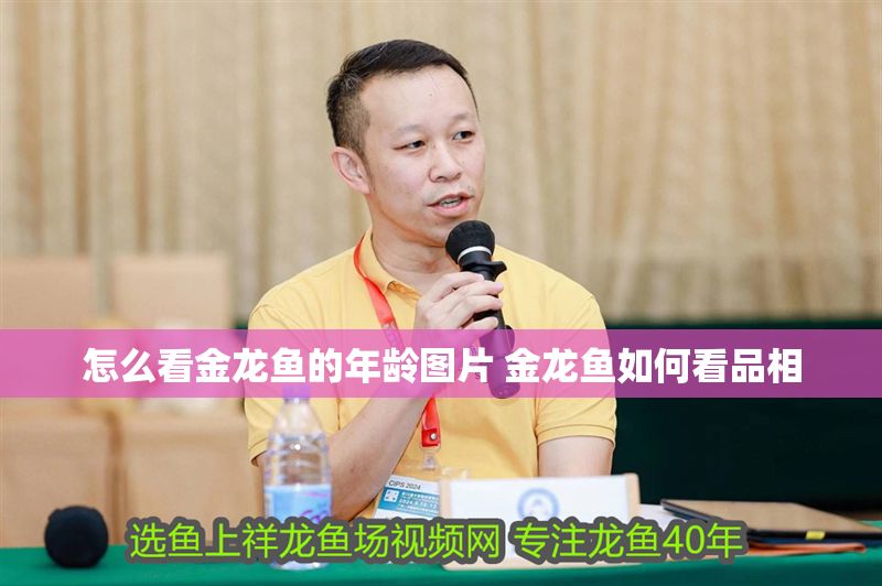 怎么看金龍魚的年齡圖片 金龍魚如何看品相