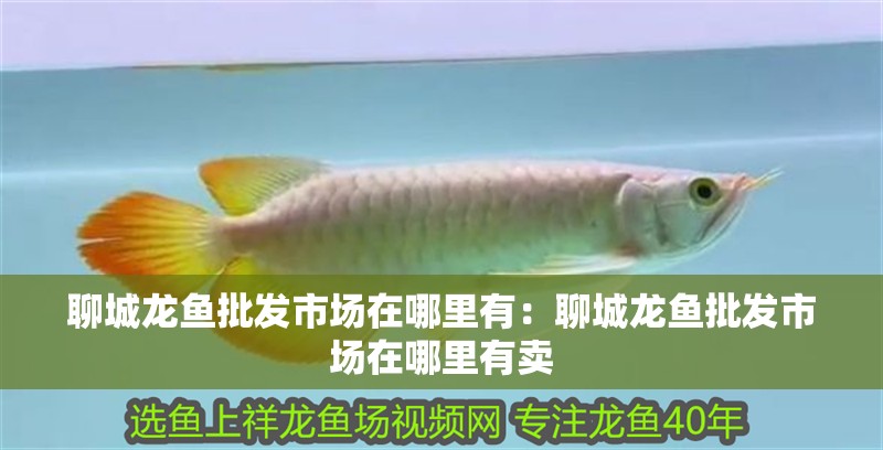 聊城龍魚批發市場在哪里有：聊城龍魚批發市場在哪里有賣