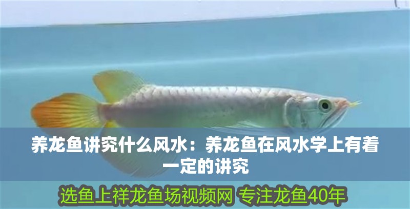 養(yǎng)龍魚講究什么風(fēng)水：養(yǎng)龍魚在風(fēng)水學(xué)上有著一定的講究