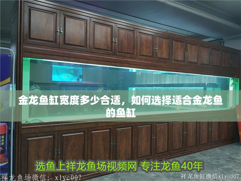 金龍魚(yú)缸寬度多少合適，如何選擇適合金龍魚(yú)的魚(yú)缸