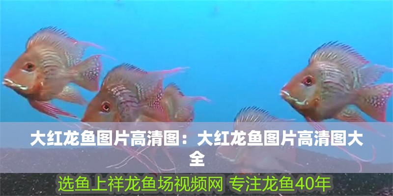 大紅龍魚圖片高清圖:大紅龍魚圖片高清圖大全 水族問答 大紅龍魚圖片高清圖:大紅龍魚圖片高清圖大全 大紅龍魚圖片高清圖:大紅龍魚圖片高清圖大全 水族問答