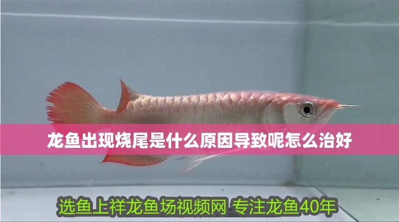 龍魚出現燒尾是什么原因導致呢怎么治好 龍魚出現燒尾是什么原因導致呢怎么治好 龍魚百科 第2張