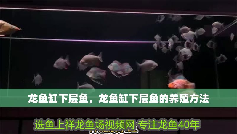 龍魚缸下層魚，龍魚缸下層魚的養殖方法