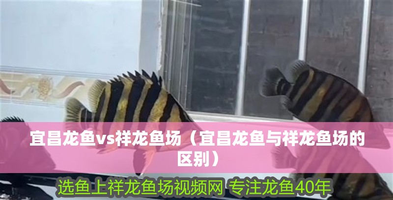 宜昌龍魚vs祥龍魚場（宜昌龍魚與祥龍魚場的區別）