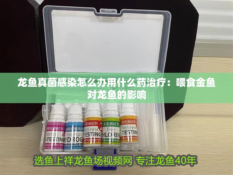 龍魚真菌感染怎么辦用什么藥治療：喂食金魚對龍魚的影響