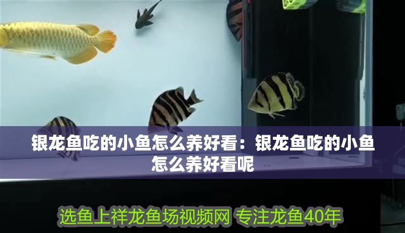 銀龍魚吃的小魚怎么養好看：銀龍魚吃的小魚怎么養好看呢 銀龍魚吃的小魚怎么養好看：銀龍魚吃的小魚怎么養好看呢 水族問答